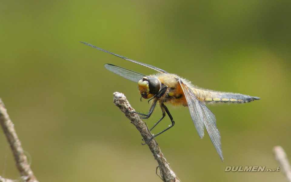 Four-spotted Chaser (Libellula quadrimaculata)